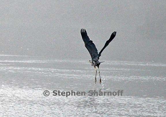 great blue heron 3 graphic